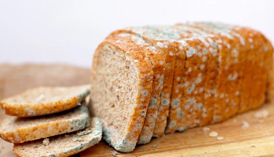 ¿Qué debemos saber del moho en los alimentos?